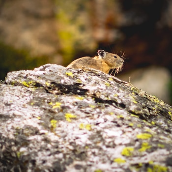 Las poblaciones del pika americano