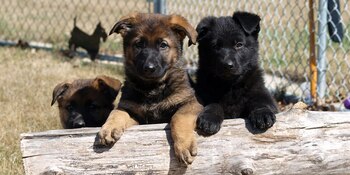 Cachorros (Ned's Wish)