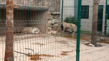 Profepa rescata casi 30 ejemplares de vida silvestre en Aguascalientes y Durango. (Foto: Profepa)