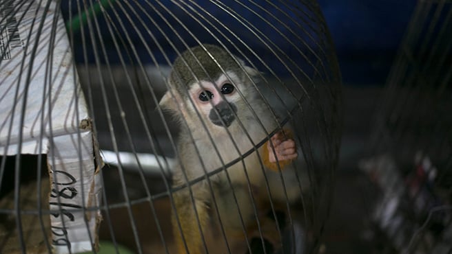 En El Salvador, un operativo de fines de enero de 2026 rescató 36 animales silvestres —tucanes, loros y monos capuchinos— que eran comercializados a través de grupos cerrados de WhatsApp y perfiles falsos de Facebook. . Foto: Serfor
