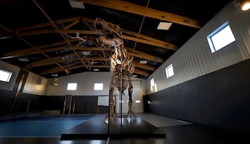 Esqueleto completo de dinosaurio montado sobre una plataforma negra en un salón. El techo tiene vigas de madera. Hay paredes blancas y oscuras con ventanas