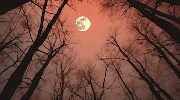La luna muestra una parte distinta de su cara cada semana (Imagen Ilustrativa Infobae)