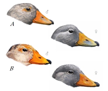 Ilustración con cuatro cabezas de pato vistas de perfil, acompañadas de las letras A y B y los símbolos de macho y hembra