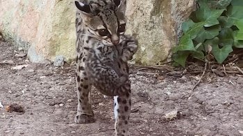 Terra Natura Benidorm logra por primera vez la reproducción del margay, un felino "casi amenazado" de América Latina
