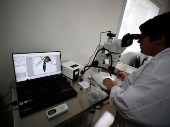 La bióloga argentina Marianela Garcia Alba observa en un microscopio al mosquito Aedes aegypti, la especia vectora del virus del dengue, en un laboratorio de la Comisión Nacional de Energía Atómica (CNEA) en Buenos Aires. 12 abr, 2023. REUTERS/Agustin Marcarian