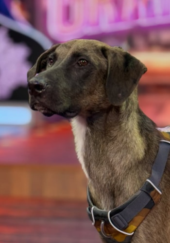 El animal llegó sin nombre oficial y permaneció identificado únicamente como “perrito” durante sus primeros días.