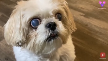 11/11/2020 Esta shih tzu tiene un aspecto único con sus ojos de color azul pálido.
MADRID, 11 nov. (EDIZIONES) Gracie, la shih tzu de Caroline Bartholomew, de Columbus, Ohio, siempre ha sido bendecida con el aspecto de sus ojos desde que era cachorro, hace ahora 14 años.
SOCIEDAD
YOUTUBE/VIDELO