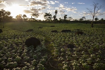 La siembra en campos de Costa Rica es la principal fuente de ingresos para familias migrantes de Nicaragua organizadas en cooperativa. (Foto: Diario CONFIDENCIAL 30)