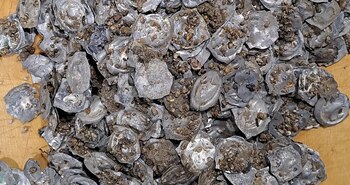 El descubrimiento de más de