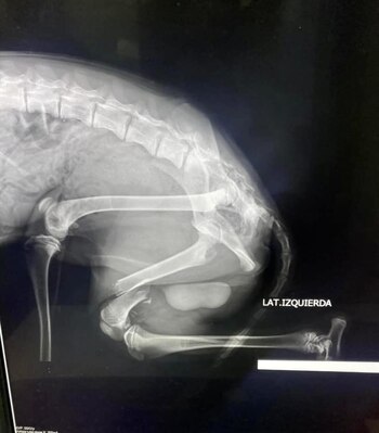 Sufría a causa de una