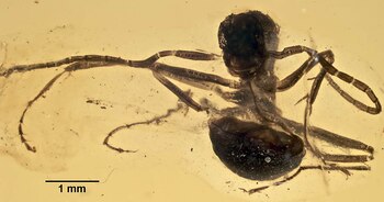 El equipo científico utilizó una