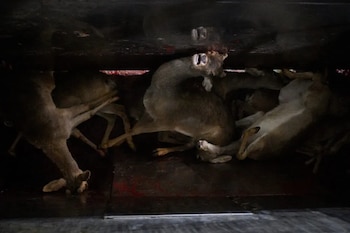 Los animales eran introducidos en grupo en la zona de sacrificio. (Igualdad Animal)