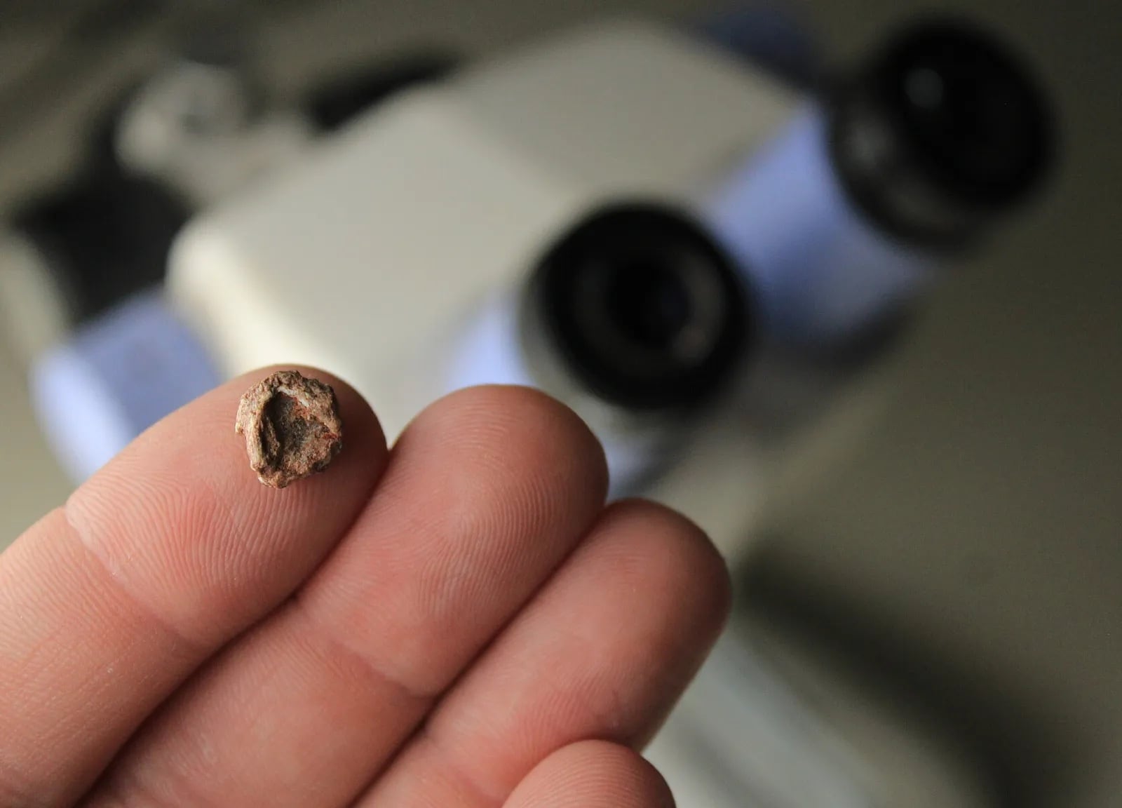 Un fósil hallado en Brasil desafía ideas previas sobre los ecosistemas prehistóricos y muestra el papel de las criaturas miniatura en la evolución regional. (Fotografía de Rodrigo Temp Müller Divulgación - National Geographic)