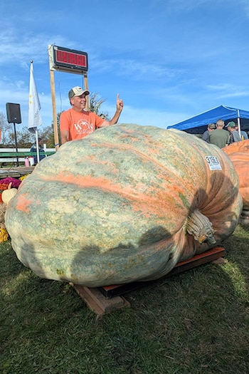 La calabaza gigante de Ron Wallace fue inspeccionada por los jueces antes del pesaje oficial que confirmó su récord mundial (Crédito: Guiness World Records)