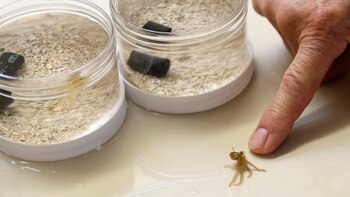 Estos fueron los animales que