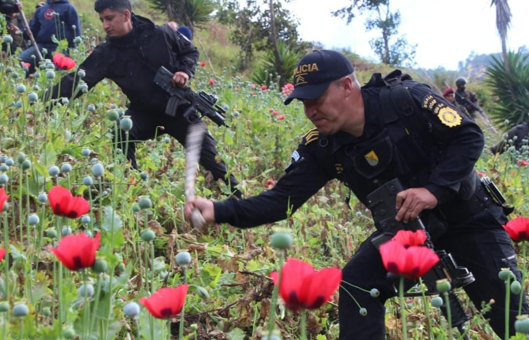 Grupos del crimen organizado utilizan las tierras de San Marcos para la producción a gran escala de amapola y marihuana. (PNC de Guatemala)