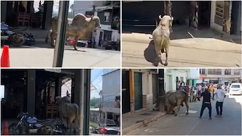 Toro suelto causó pánico en las calles del municipio de Remedios, en Antioquia: todo quedó en video