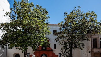 Magnolias del Protomedicato, los árboles