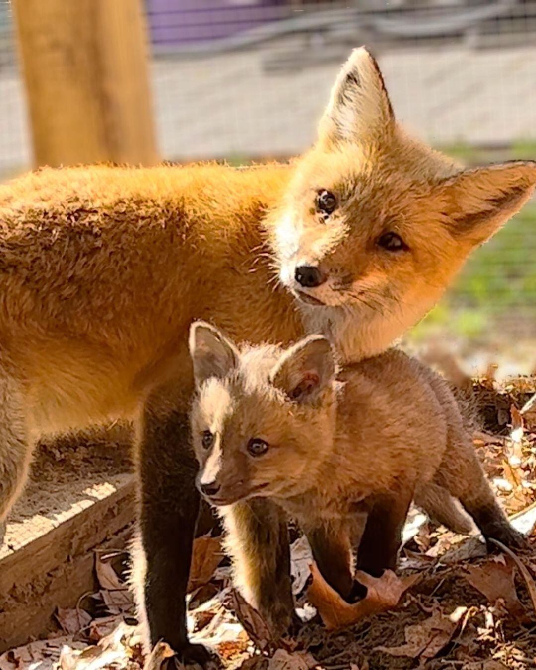 Las prácticas de domesticación de zorros silvestres pueden comprometer su bienestar y el equilibrio ecológico (Instagram newhousewildliferescue)