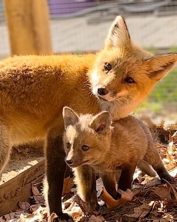 Hope había llegado al refugio