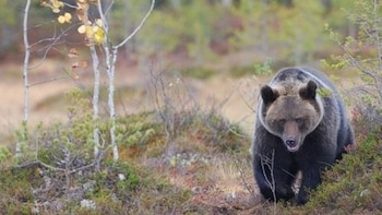 El oso pardo “renace” en