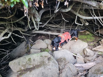 Durante un proyecto sobre huemules, el perro detectó un ave que luego despertó el interés de un ornitólogo