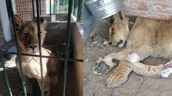 El cachorro fue hallado inconsciente,