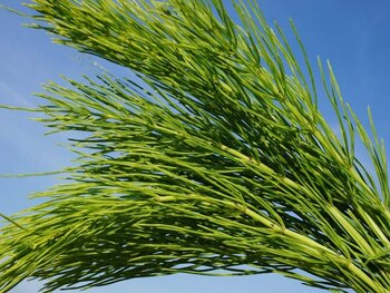 Hierba cola de caballo. (Opción