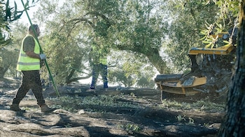 Picualia, sobre la situación del