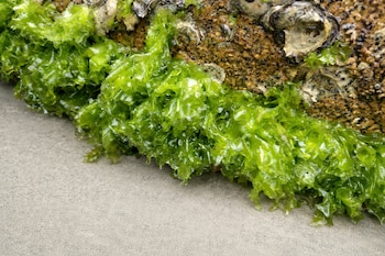 Investigadores de la Universidad de