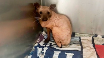 Sus rescatistas pensaron que se