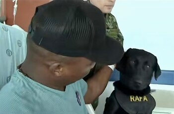 Los canes no ofrecen palabras,