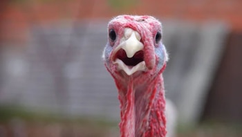 Ecuador lidera la demanda de