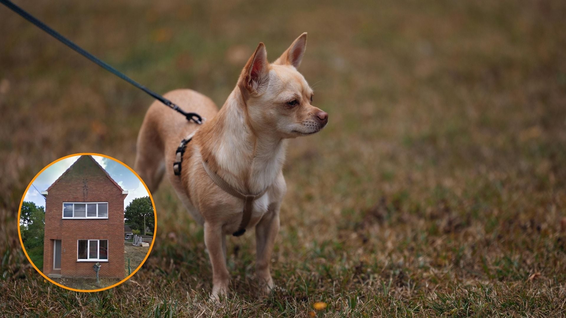 El hombre se veía obligado a cuidarlos las 24 horas, limpiando descalzo sus excrementos. (Composición fotográfica/Canva)