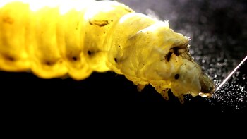 Crearon un “gusano digital” para