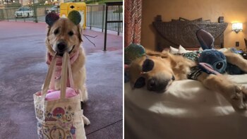 Forest se volvió fan de