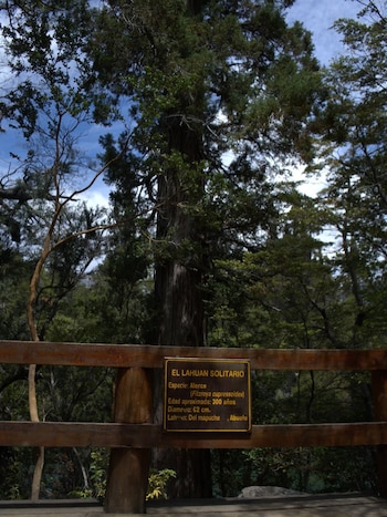 La reapertura del Sendero Lahuán Solitario en el Parque Nacional Los Alerces marca el inicio de la recuperación posincendio