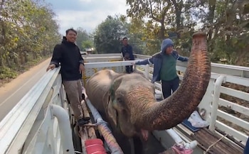 La elefanta se mostró alegre