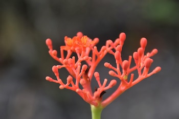 La fatiga crónica impacta tanto la salud física como mental. Suplementos naturales como el magnesio, las vitaminas del complejo B o el ginseng pueden ayudar a recuperar la energía de forma segura y efectiva.