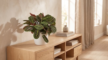 Planta con hojas verdes y venas rojas en maceta blanca sobre mueble de madera clara junto a libros, un jarrón y una ventana con cortinas.
