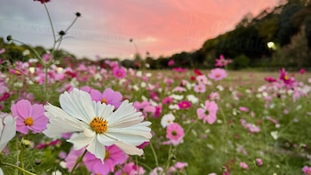 Las 6 plantas que tienes que podar en julio para conseguir flores abundantes y vitalidad