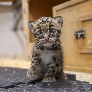 Primer plano de una cría de leopardo nublado con pelaje moteado, bigotes largos y ojos grandes, sentada sobre una superficie negra texturizada