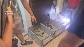 Caimanes, iguanas y ranas de ojos rojos: la Guardia Civil desarticula en Sevilla una red de tráfico ilegal de especies exóticas