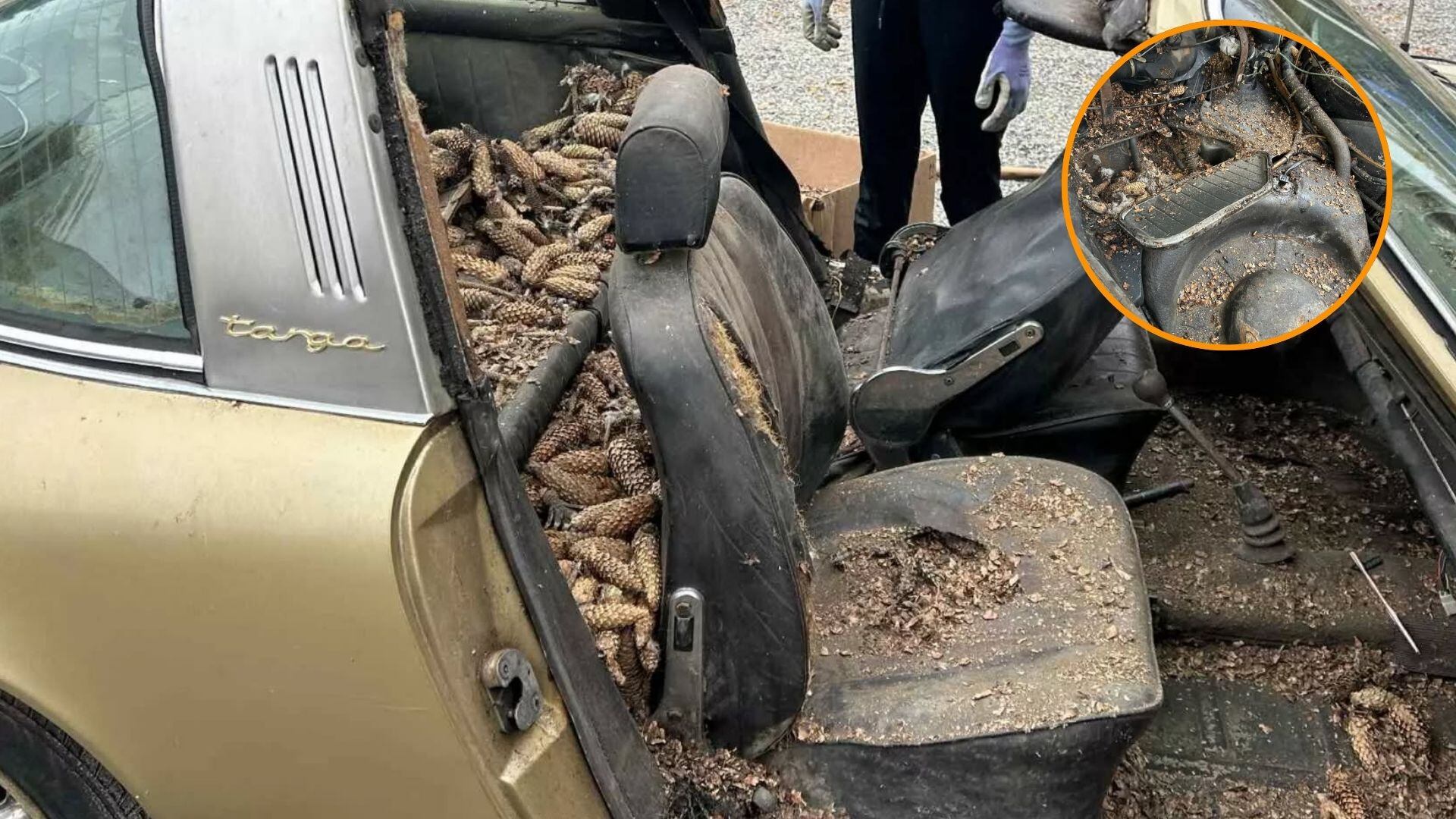 Un hombre se encuentra un Porsche de 1970 que llevaba enterrado entre piñas durante 31 años: era un refugio para ardillas