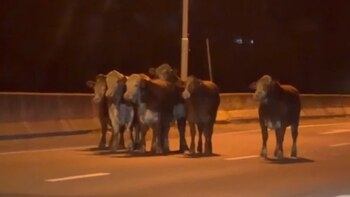 El Comando Radioeléctrico usó municiones antitumulto para impedir que se apropiaran de la carne de los bovinos accidentados