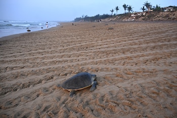 Expertos destacan el papel de