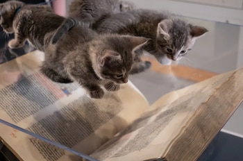 Cuatro gatos rescatados recorrieron la