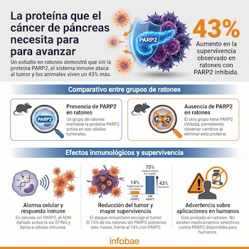 Infografía científica sobre la proteína PARP2 y cáncer de páncreas en ratones. Muestra comparaciones de células, ADN dañado, respuesta inmune y gráficos de supervivencia.
