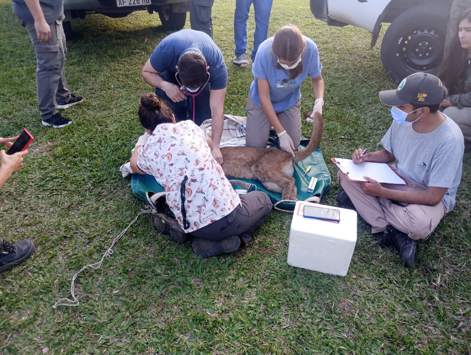 El puma salvaje hallado en Goya será operado por una fractura en la pata