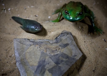 El fósil del renacuajo más